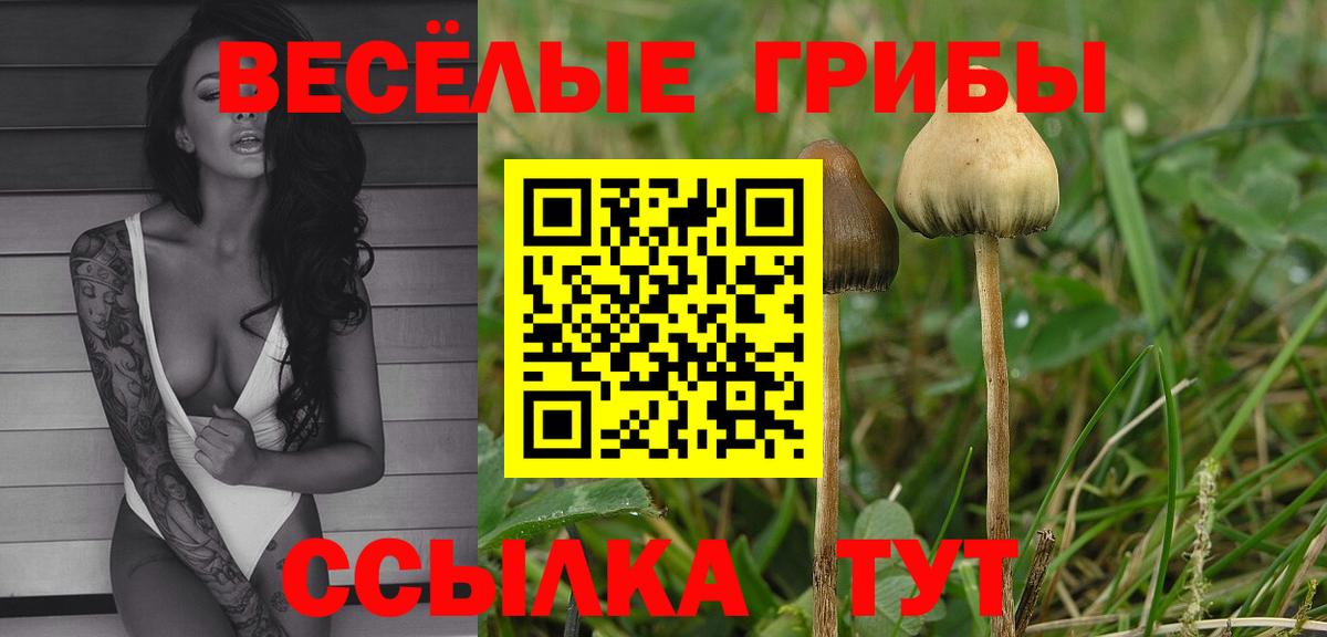 Галлюциногенные грибы мицелий  дарнет шоп  Ртищево  Вход с VPN  Галлюциногенные грибы GOLDEN TEACHER 